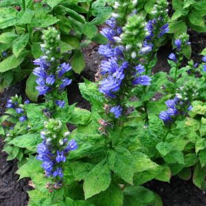 Lobelia siphilitica (Great Blue Lobelia)