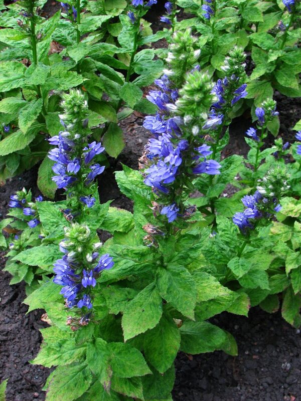 Lobelia siphilitica (Great Blue Lobelia)