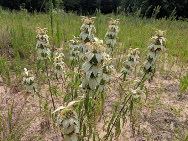 Monarda punctata (Spotted Horsemint) - Image 4