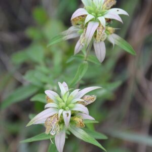 Monarda punctata (Spotted Horsemint)