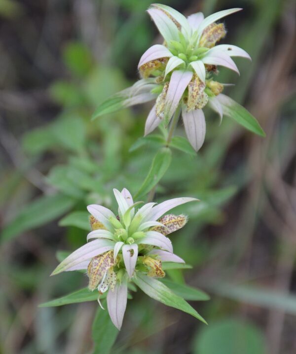 Monarda punctata (Spotted Horsemint)
