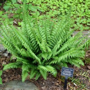 Polystichum acrostichoides (Christmas Fern)