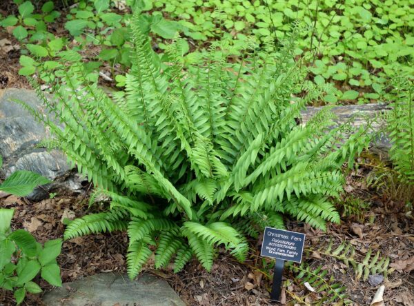 Polystichum acrostichoides (Christmas Fern)