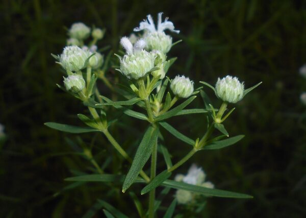 Pycnanthemum virginiam (Mountain Mint) - Image 2