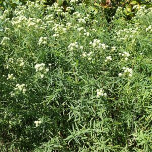 Pycnanthemum virginiam (Mountain Mint)