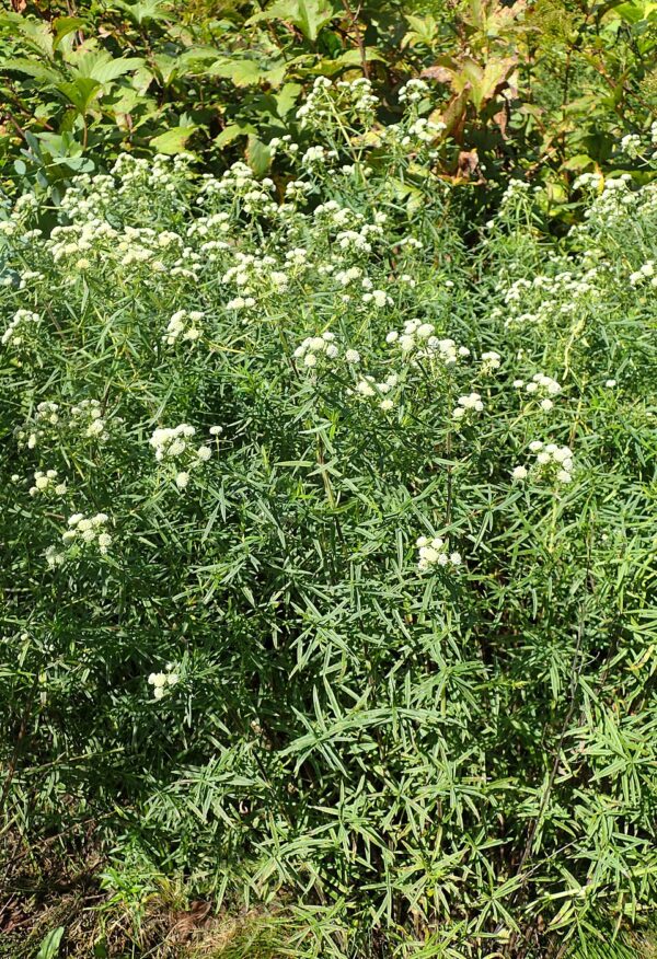 Pycnanthemum virginiam (Mountain Mint)