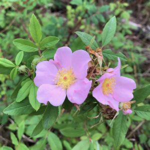 Rosa palustris (Swamp Rose)