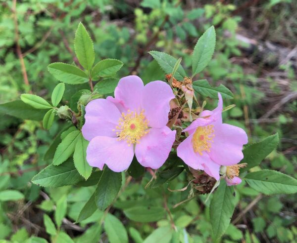 Rosa palustris (Swamp Rose)