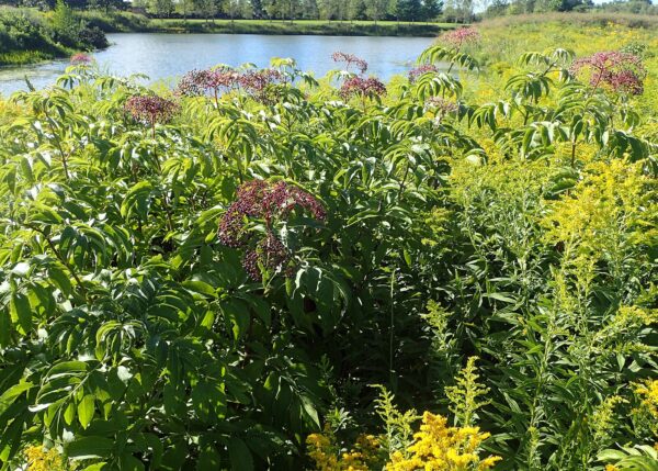 Sambucus canadensis (Common Elderberry) - Image 2