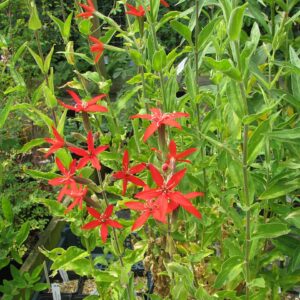 Silene regia (Royal Catchfly)
