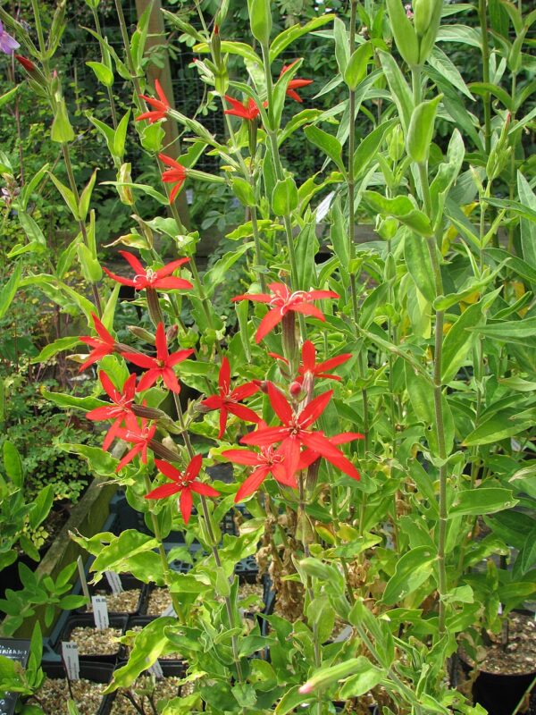 Silene regia (Royal Catchfly)