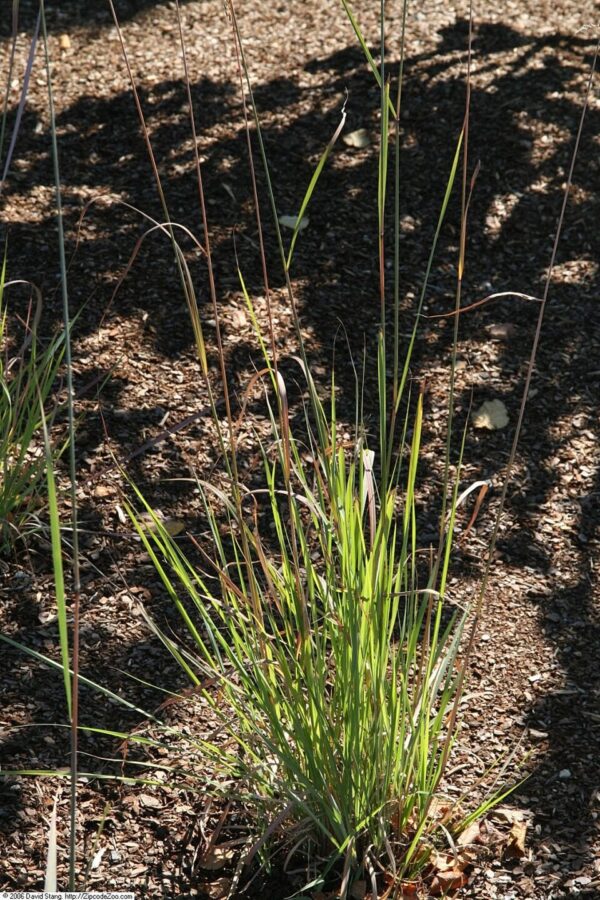 Sorghastrum nutans (Indian Grass)