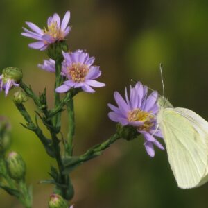 Symphyotrichum laeve (Smooth Blue Aster)