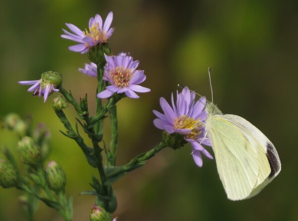 Symphyotrichum laeve (Smooth Blue Aster)