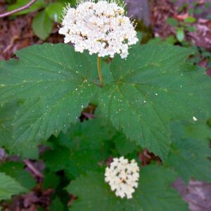 Viburnum acerfolium (Maple Leaf Virbunum)