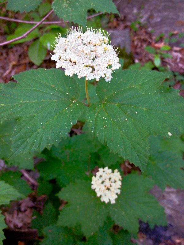 Viburnum acerfolium (Maple Leaf Virbunum)