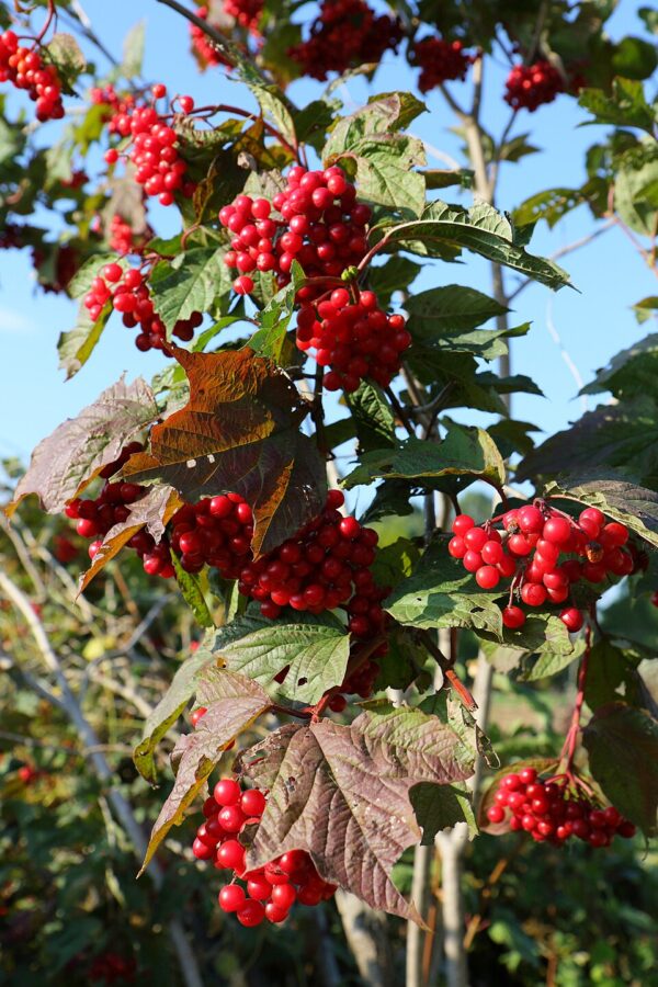 Viburnum trilobum (American Cranberrybush) - Image 3