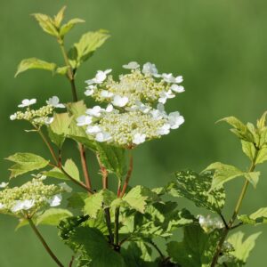 Viburnum trilobum (American Cranberrybush)