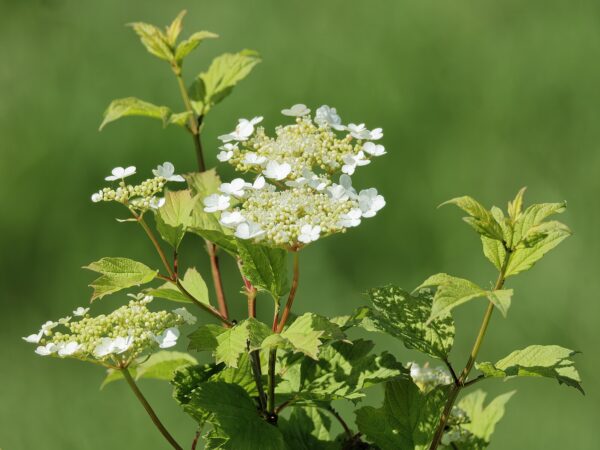 Viburnum trilobum (American Cranberrybush)