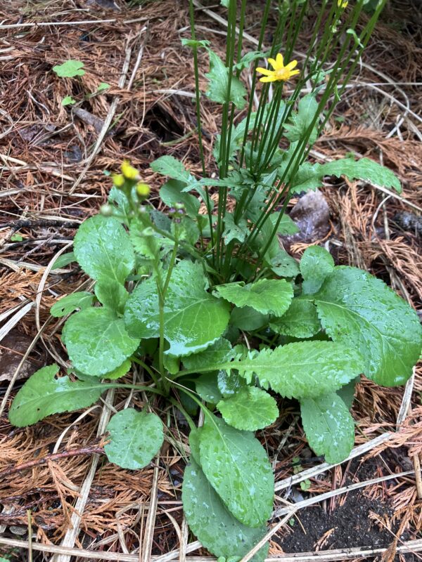 Packera obovata (Golden Groundsel) - Image 2