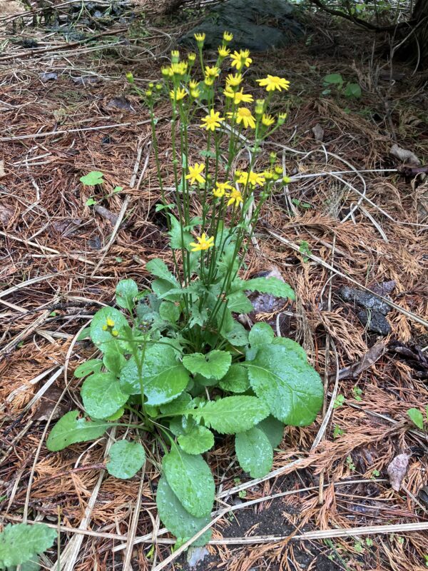 Packera obovata (Golden Groundsel) - Image 3