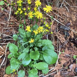 Packera obovata (Golden Groundsel)