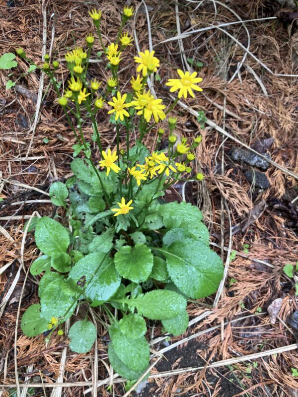 Packera obovata (Golden Groundsel)