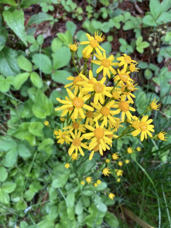 Packera obovata (Golden Groundsel) - Image 4
