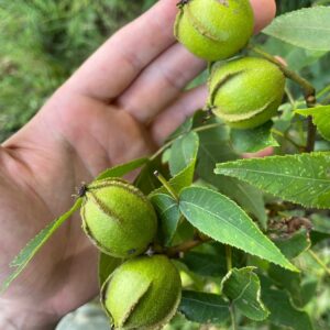 Yellowbud Hickory (Carya cordiformis)