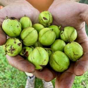Yellowbud Hickory, Paradise (Carya cordiformis x ovata)