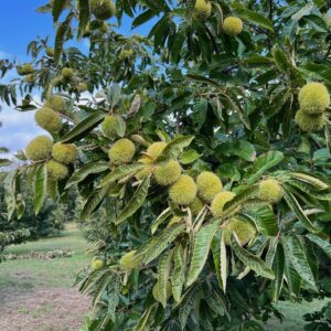 Chestnut Hybrid (Castenea spp.)